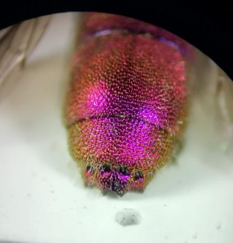 Chrysis sp.